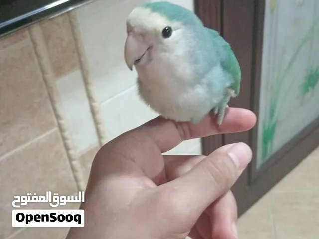 الروز مدرب للبيع هو ويا القفص
