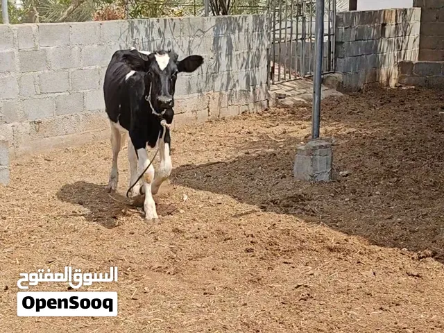 عجول هولندية بدون تهجين