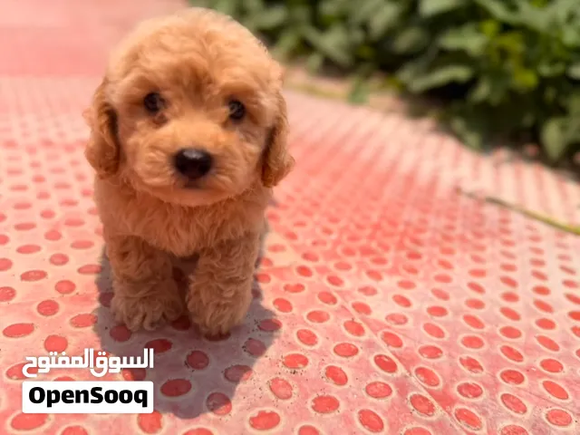 Toy Poodle