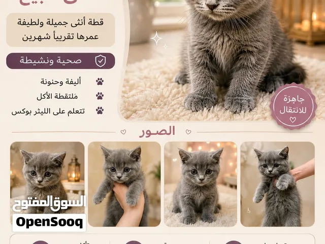 قطة من نوع برتش