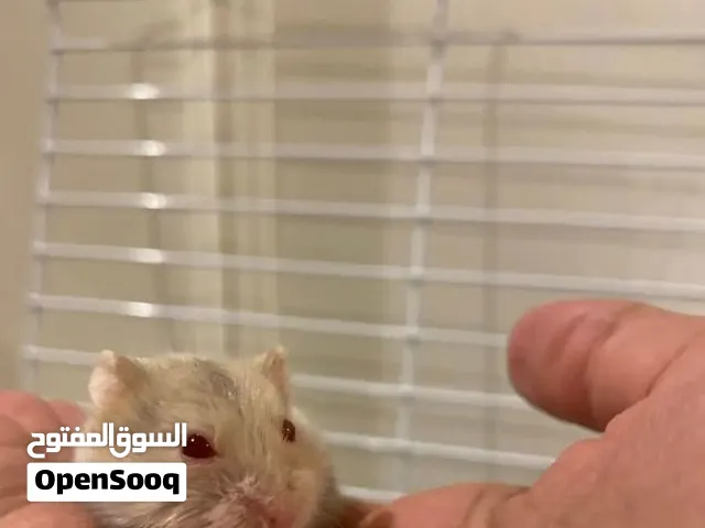 هامستر روسي