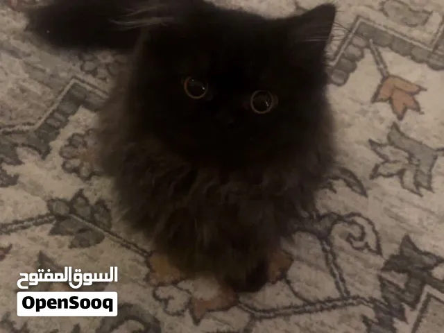 قطوه للتبني