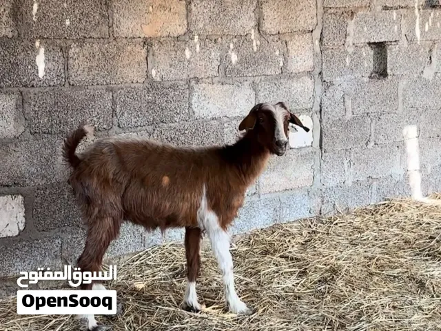 شاه حلال بني سعيد وصغيره في سن