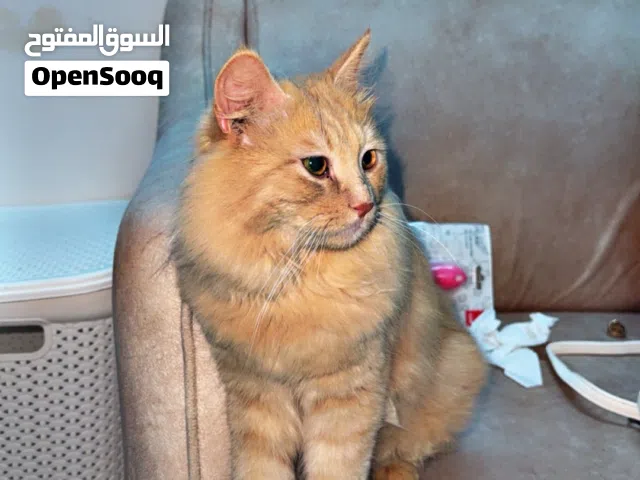 Beautiful Male Persian Cat “Cookie” – Fluffy, Trained & Very Friendly
