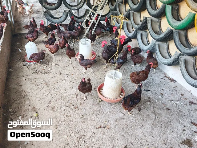 دجاج فرنسي العسلي