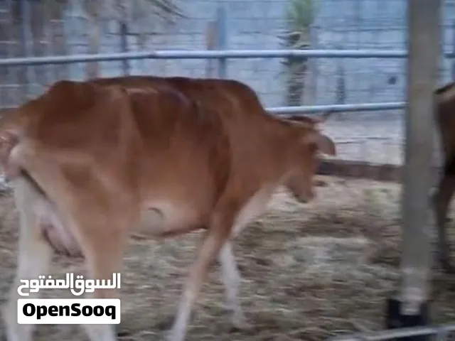 للبيع ابقار 2