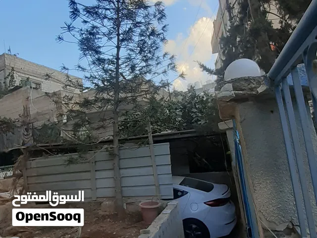 شجرة أروكاريا (عيد الميلاد) زينة طبيعية بحالة ممتازة للبيع بطول يزيد على 6.5 متر