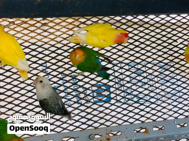عصافير روز اشكال وانواع بأكثر من 20 طرف