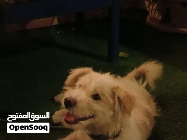 متاح ذكر مالتيز عمرو 9 اشهر صحه ونضافه لعوب جدن معقم