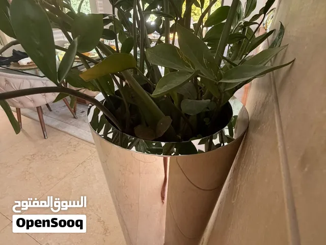 قوار للزريعة الطول110