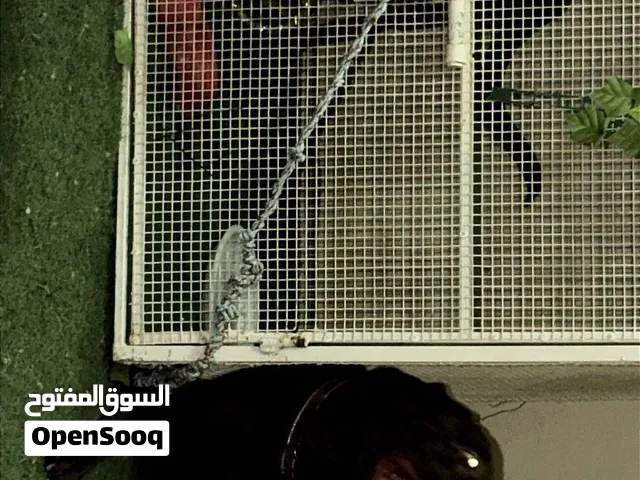 كلب لابرادور بني