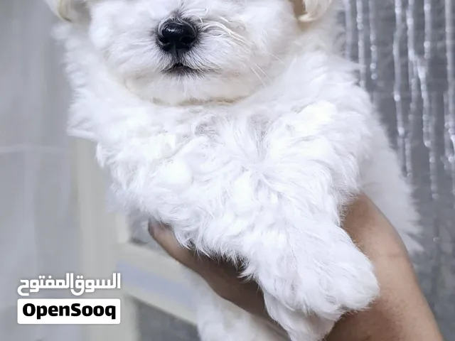 جراوي مالتيز