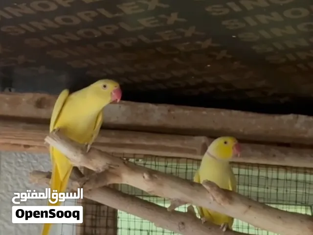 زوج درة أصفر جاهزين للإنتاج pair of yellow doves
