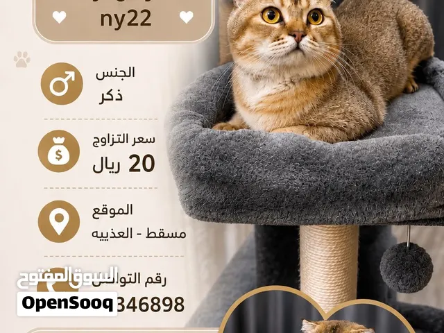 (للبيع /لتزاوج) سكوتش فولد ny22
