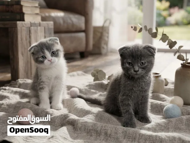 قطط للبيع بسعر مغري