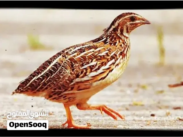 مطلوب سمان 5او7دينار