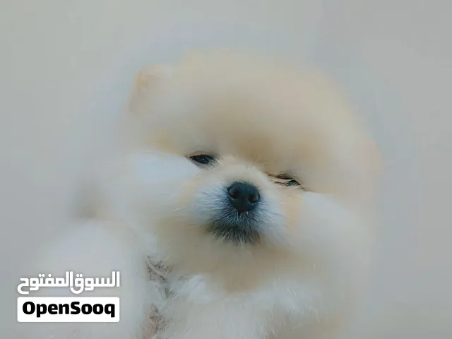 Pomeranian puppies