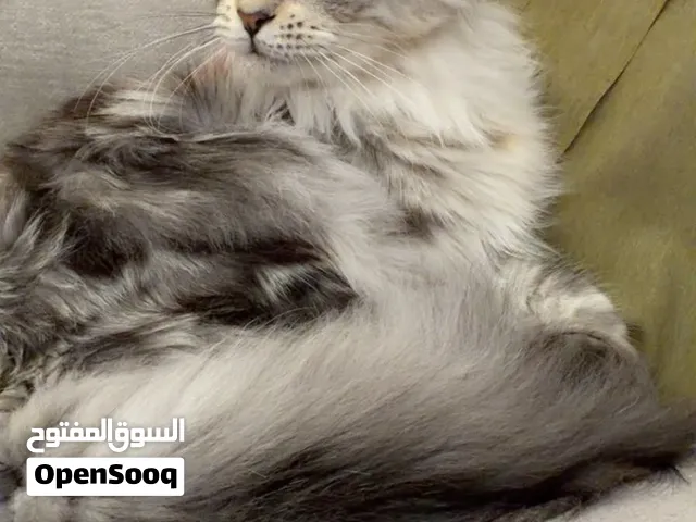 قطة للتبني ماين كون