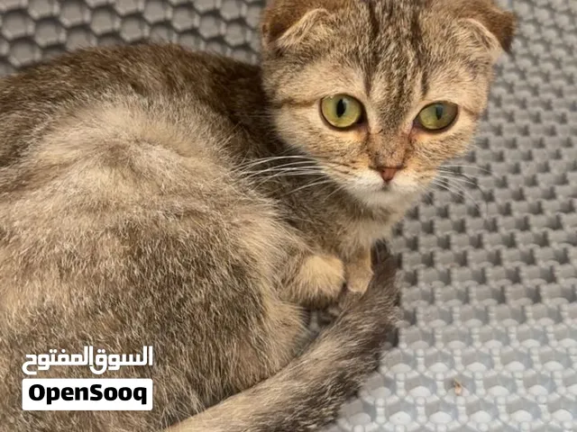 للتبني  لقطوه سكوتش فولد