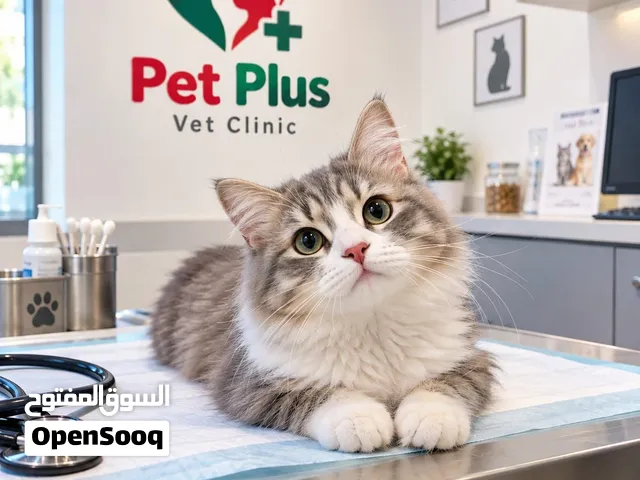 قطط للبيع بسعر مغ،ي