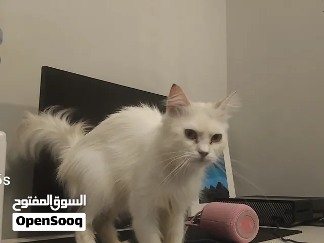 قطط التبني