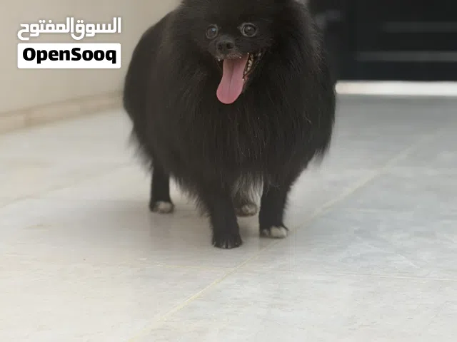 كلب بوميريان جيد جداً