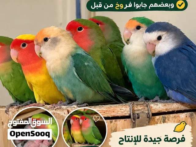 للبيع أزواج روز السعر 300 للزوج المنتج