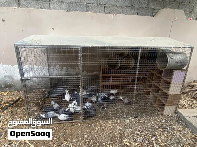 للبيع حمام مع القفص والبيوت كامل