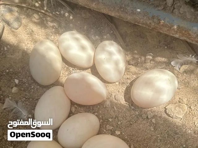 Fresh duck eggs under 5 days Duck eggs-بيض مال البط