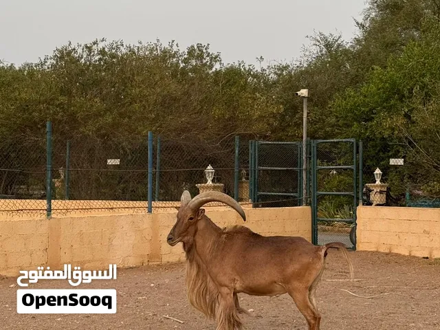 ذكر وعل بربري وانثى صغيره