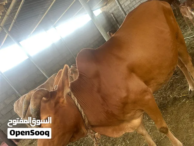بقره للبيع
