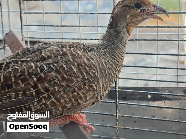 اقراء الوصف قبل التواصل ..صفرد باكستاني  الون واضح