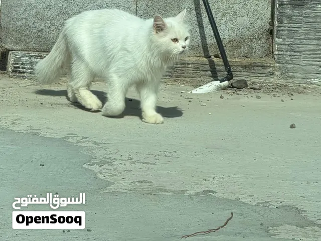 قط شيرازي لون ابيض