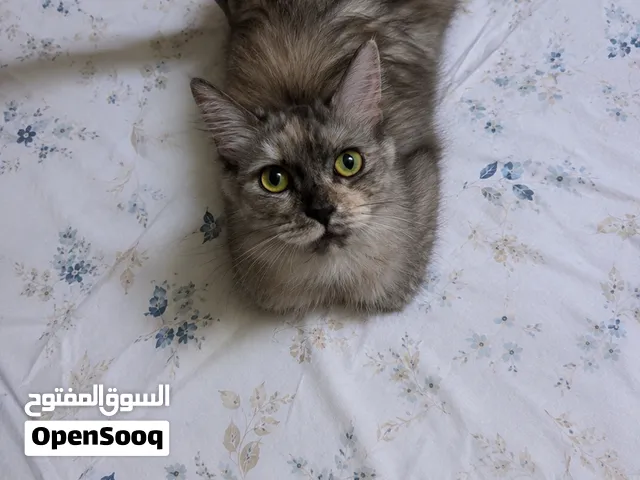 قطه للبيع هية وابنه