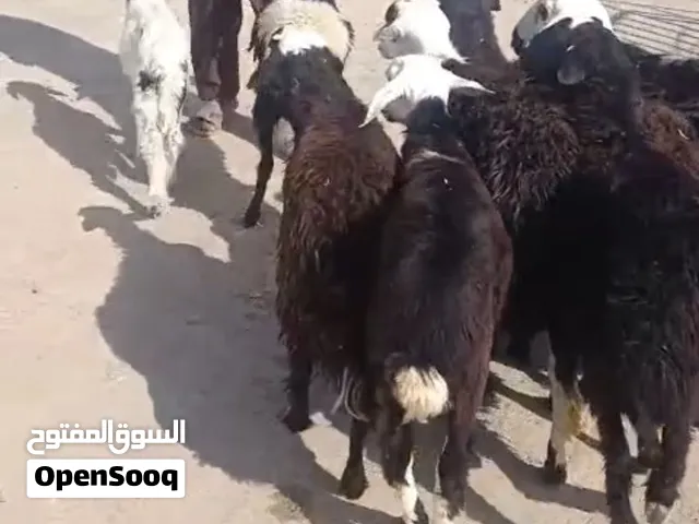 كباش للبيع في البريمي – لحم طيب وجودة ممتازة