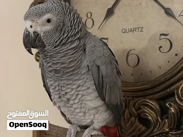 ببغاء الكاسكو الافريقي grey African parrot