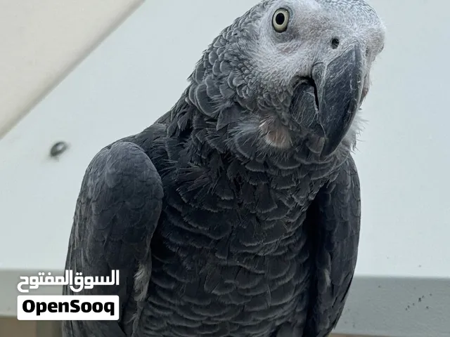 ذكر كاسكو جاهز للانتاج العمر فوق 6 سنوات السعر  2500 قابل للتفاوض بالمعقول مب الليف