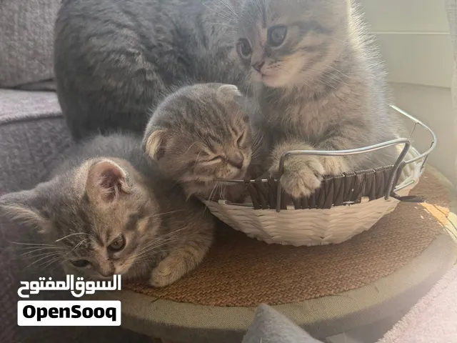قطط اسكوتش