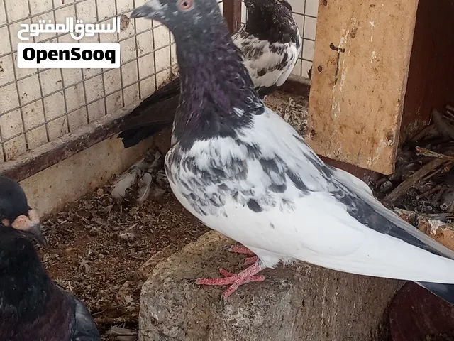طيور بكستانيه وطيور برنجهام قلاب