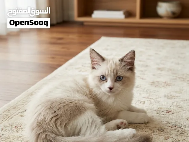 قطه راغدول بيور