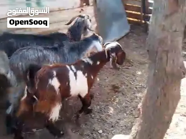 معزا للبيع للبيع العدد 4 وشعاري نخب اول للبيع بسعر مغري