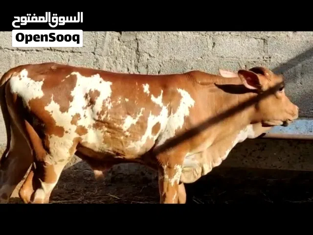 عجال مال  صلاله اقرا الوصف تحت