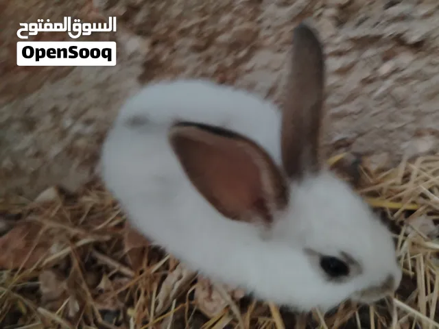 ارانب ذكر وثلاث اناث ما شاء الله اشي مرتب