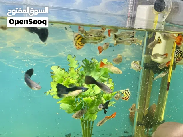 سمك أوسكار البينو و سمك جوبي وسمك مولي للبيع
