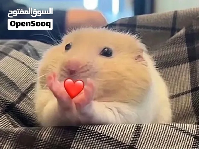 هامستر كيوت للبيع
