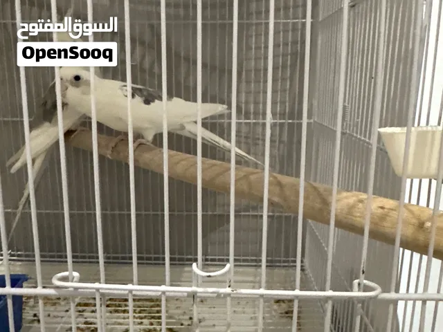 ذكر كوكتيل هولندي مدبل