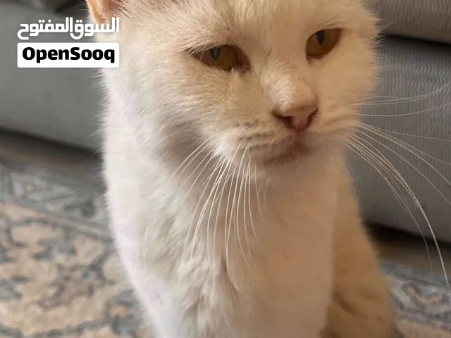 Cat for adoption قطة للتبني