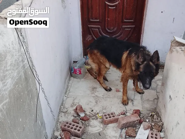 دكر جيرمن مواصفات عاليه