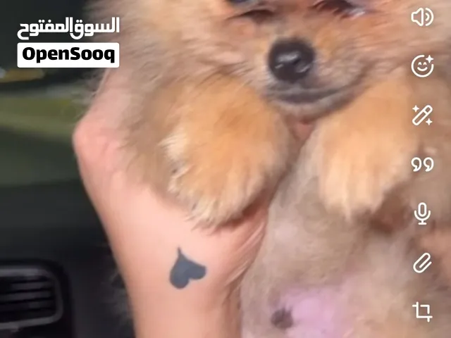 كلب موبيرين ذكر عمره 4 شهور