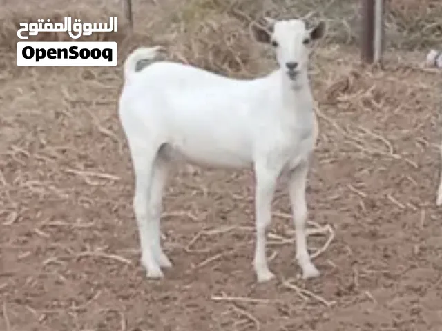 مطلوب صوماليات إناث